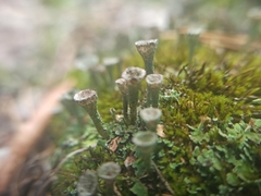 Cladonia fimbriata