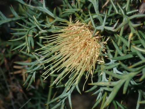 Image of Banksia fraseri by (c) Thomas Mesaglio, some rights reserved (CC BY)