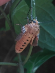 Asota canaraica