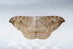 Drepana pallida