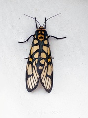 Aglaomorpha plagiata