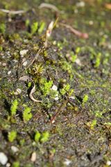 Selaginella gracillima