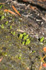Selaginella gracillima