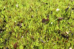 Eccremidium pulchellum