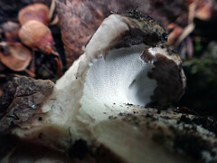 Boletopsis leucomelaena