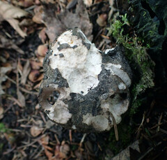 Boletopsis leucomelaena