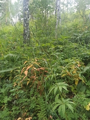 Lilium martagon pilosiusculum