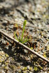 Phylloglossum drummondii