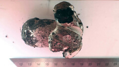 Boletopsis leucomelaena