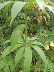 Lilium martagon pilosiusculum