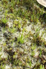 Phylloglossum drummondii