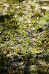 Phylloglossum drummondii