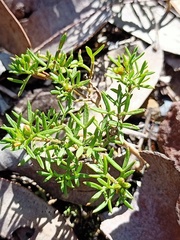 Cyanothamnus rigens