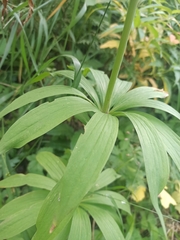 Lilium martagon pilosiusculum