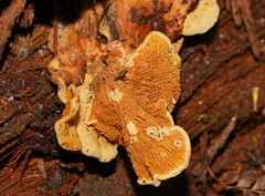 Pseudomerulius curtisii