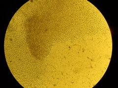 Boletopsis leucomelaena