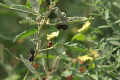 Calligrapha serpentina