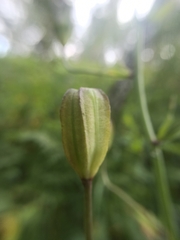 Lilium martagon pilosiusculum