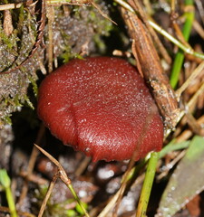 Tubaria rufofulva