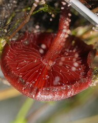 Tubaria rufofulva