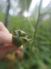 Lilium martagon pilosiusculum
