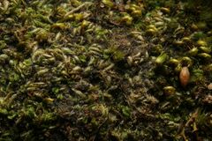 Gongylanthus scariosus