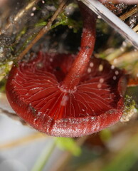 Tubaria rufofulva
