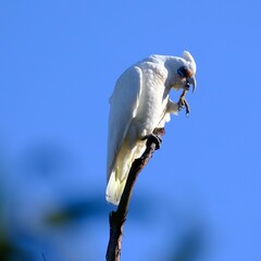 Cacatua pastinator