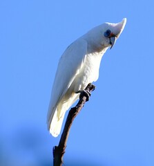 Cacatua pastinator