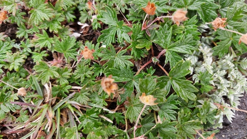 Image of Potentilla vulcanicola by (c) Lena Perova, some rights reserved (CC BY)