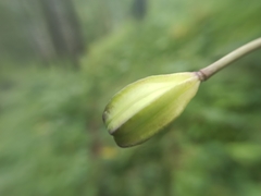 Lilium martagon pilosiusculum