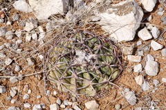 Discocactus bahiensis