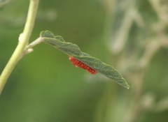 Calligrapha serpentina