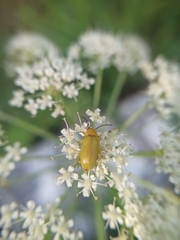 Cteniopus sulphureus