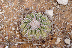 Discocactus bahiensis