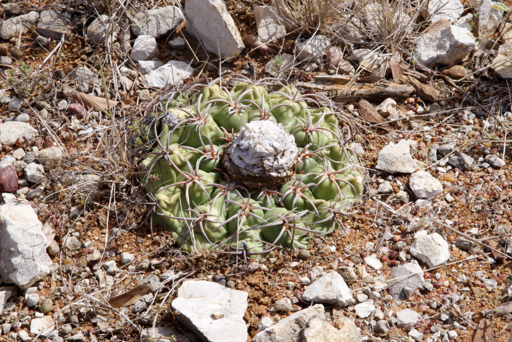 Discocactus bahiensis