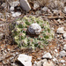 Discocactus bahiensis - Photo (c) Martin Lowry, some rights reserved (CC BY-NC), uploaded by Martin Lowry