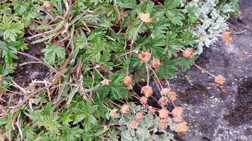 Image of Potentilla vulcanicola by (c) Lena Perova, some rights reserved (CC BY)
