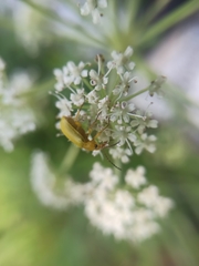 Cteniopus sulphureus