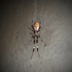 Zosis geniculata