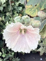Alcea rosea