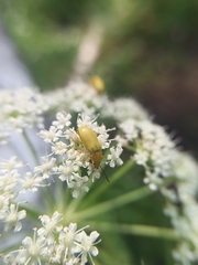 Cteniopus sulphureus