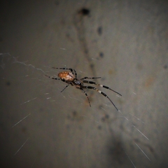 Zosis geniculata