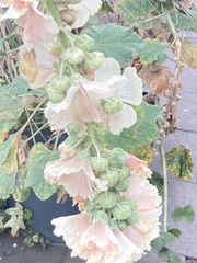 Alcea rosea