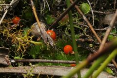 Pleurophascum occidentale