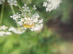 Cteniopus sulphureus