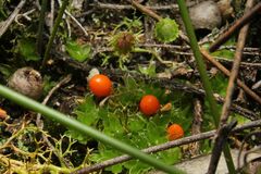 Pleurophascum occidentale