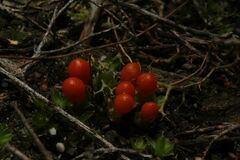 Pleurophascum occidentale