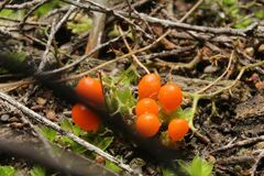 Pleurophascum occidentale