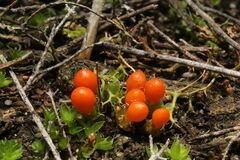 Pleurophascum occidentale